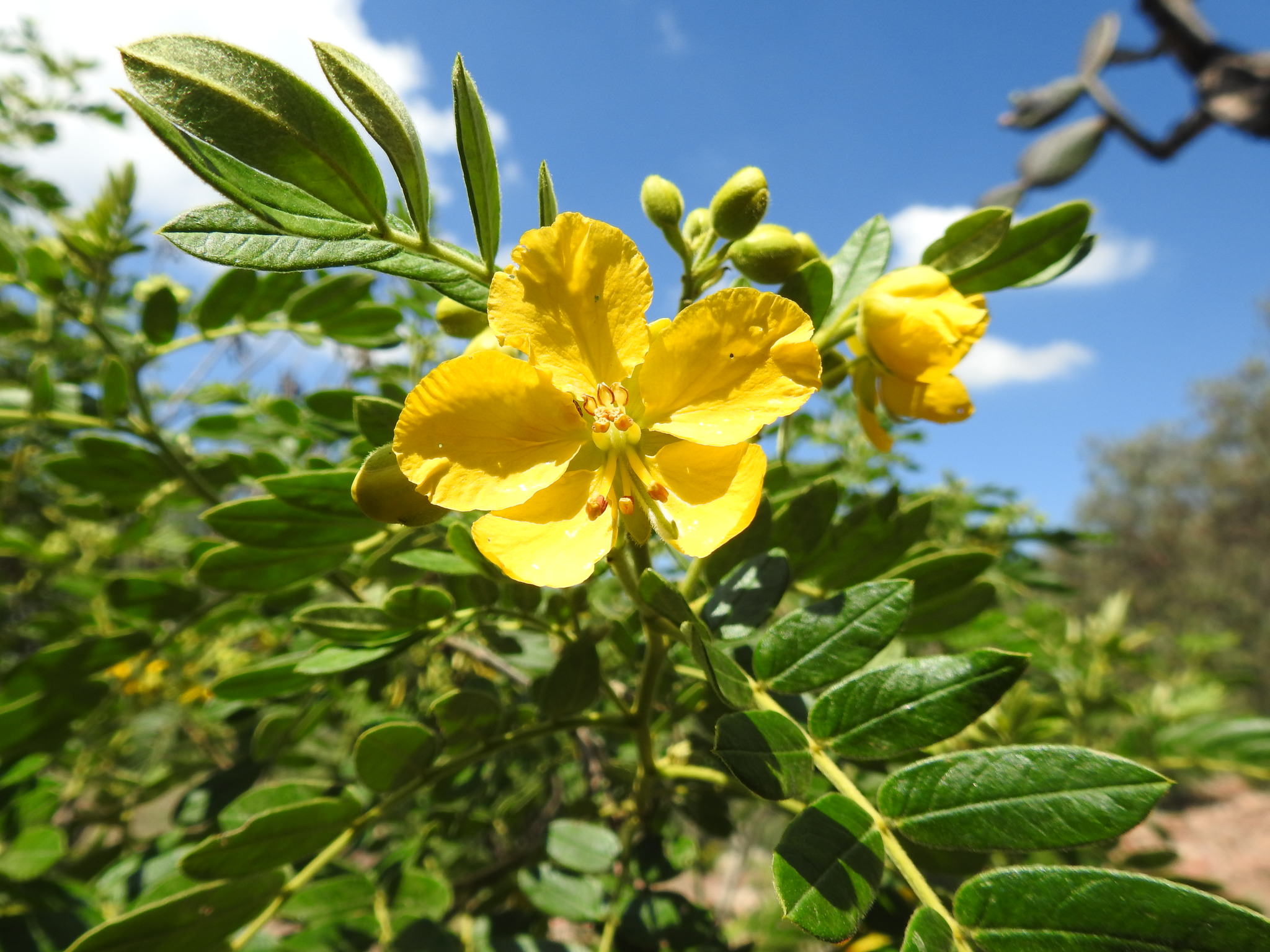 Senna multiglandulosa 